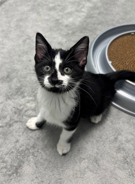 Photo of Loaf