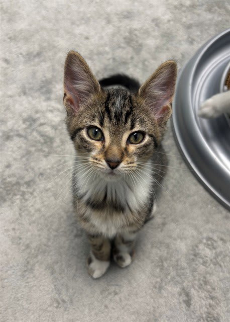 Photo of Mr. Kitty Pants