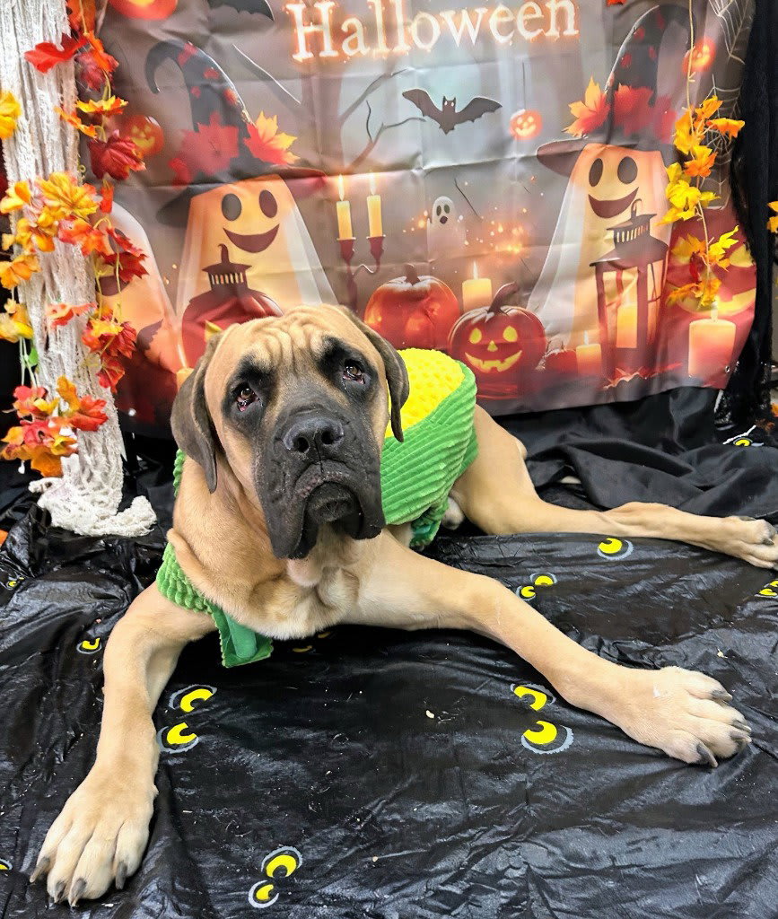Photo of Hercules