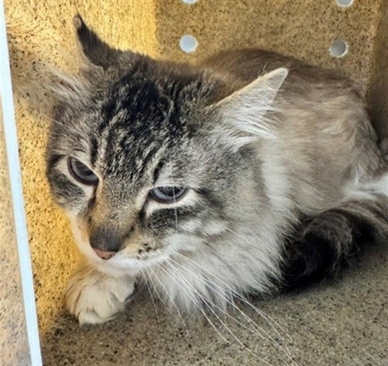 Photo of Cashmere