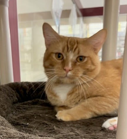 Photo of Whisker