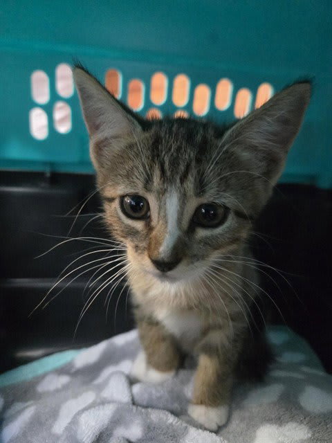 Photo of Clank