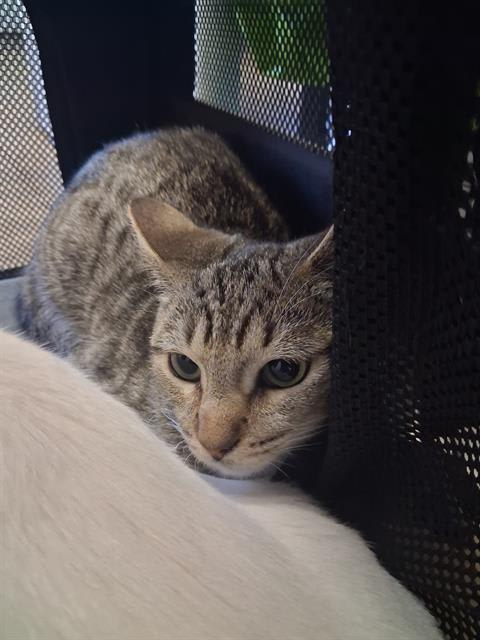 Photo of Goose