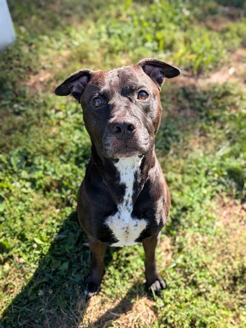 Photo of Diesel
