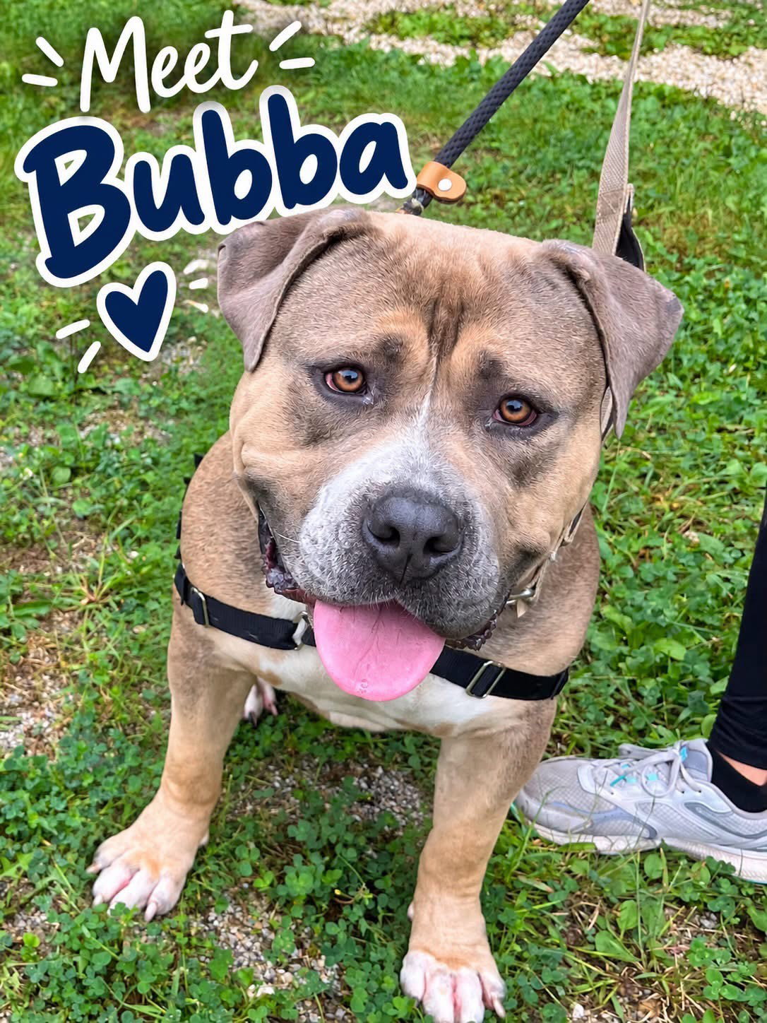 Photo of Bubba