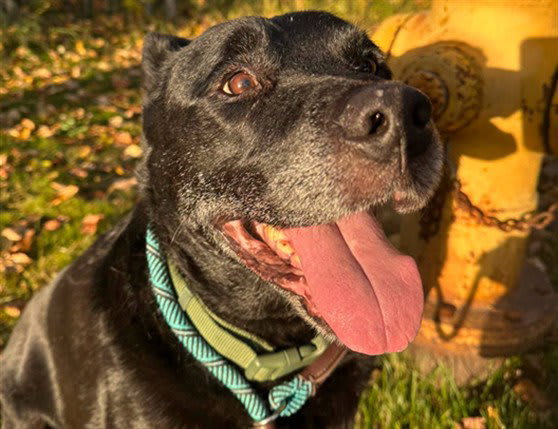 Photo of Lucky