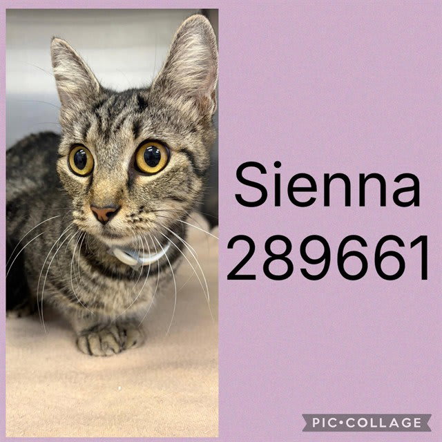 Photo of Sienna