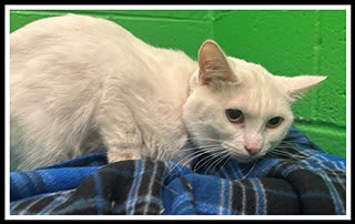 Photo of Casper