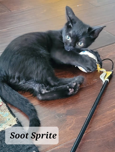Photo of Soot Sprite