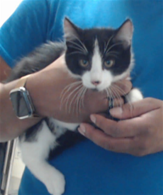 Photo of Onyx