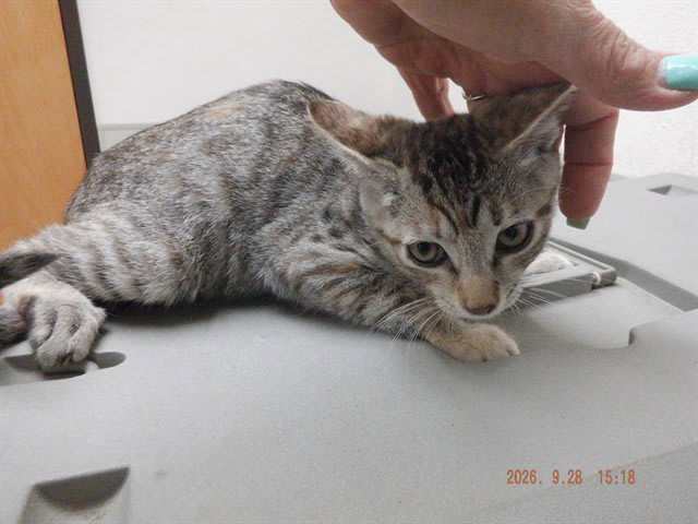Photo of Meowvalous