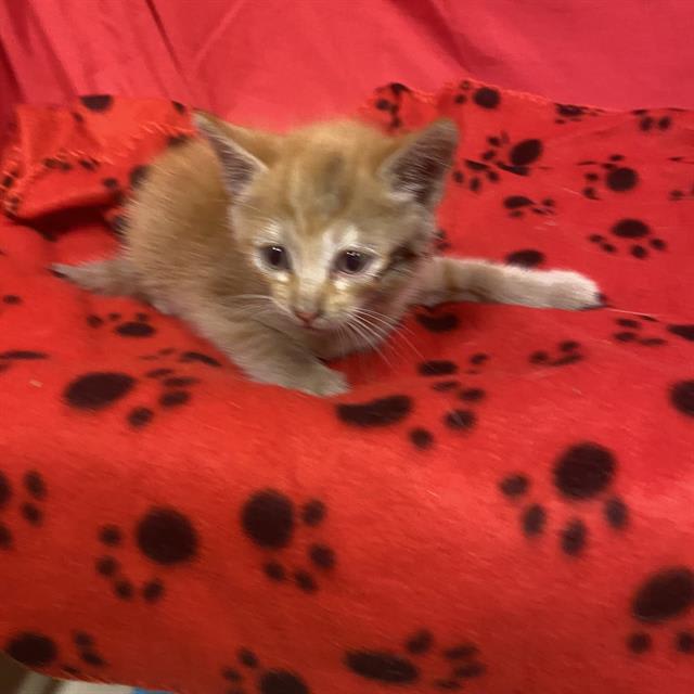 Photo of Scar