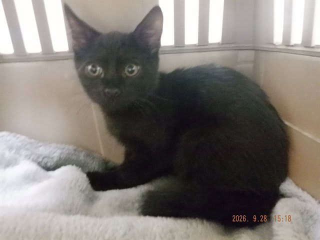 Photo of Binx