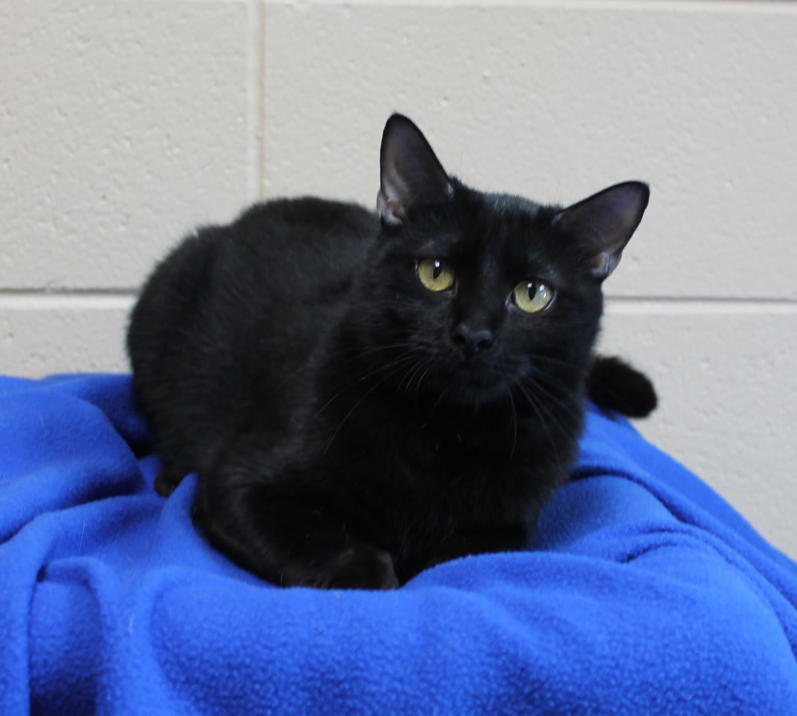 Photo of Vlad - 44442