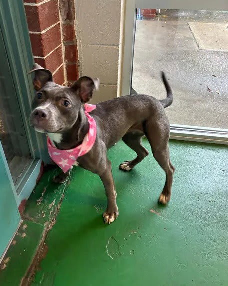 Photo of Dog