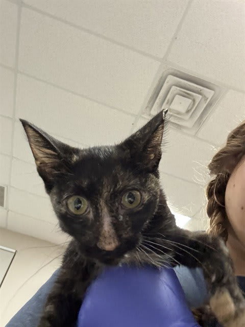 Photo of Cat