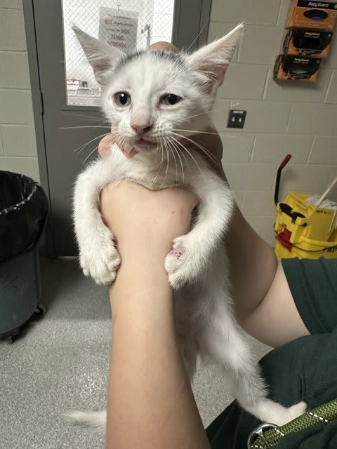 Photo of Cat