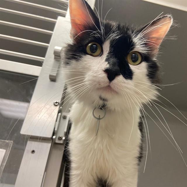 Photo of Smokie