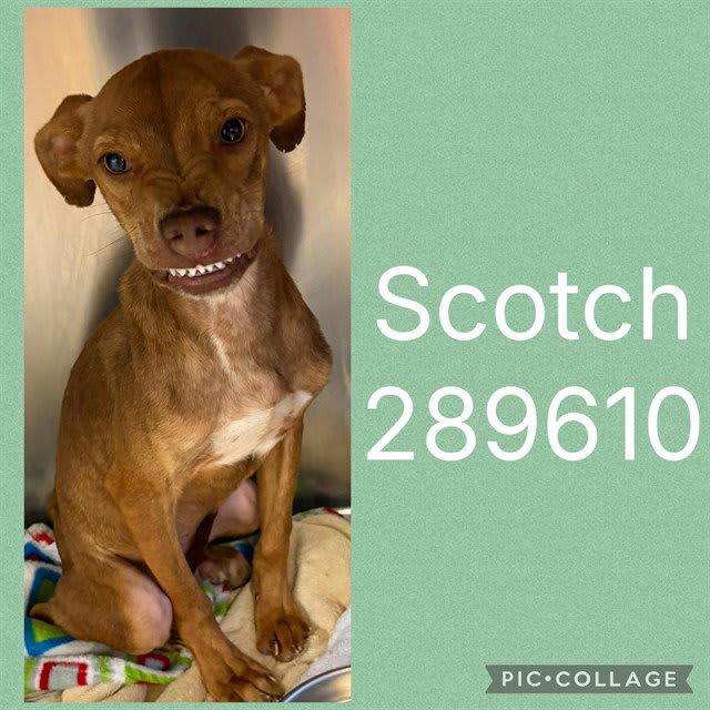 Photo of Scotch