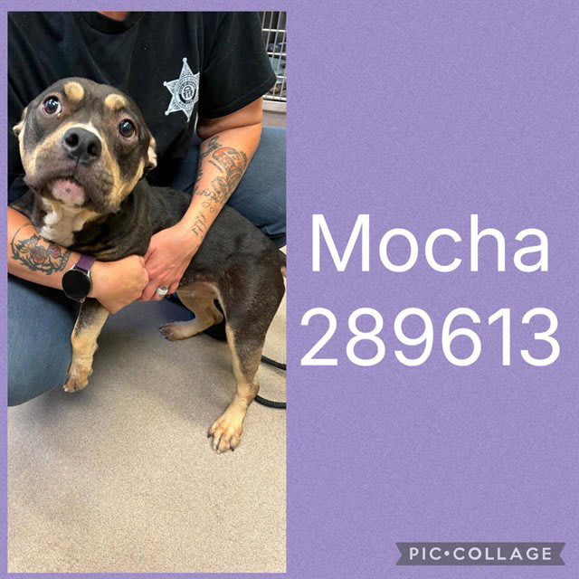 Photo of Mocha