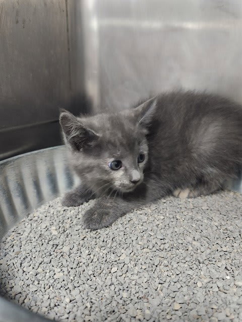 Photo of Cat