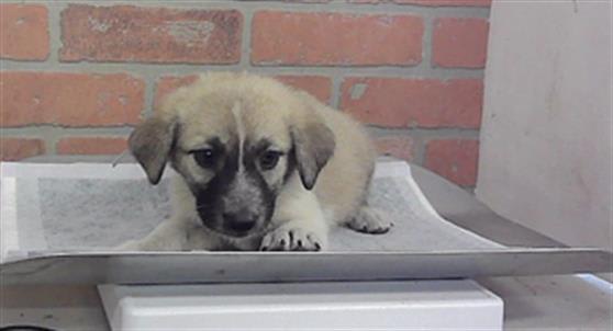 Photo of Dog