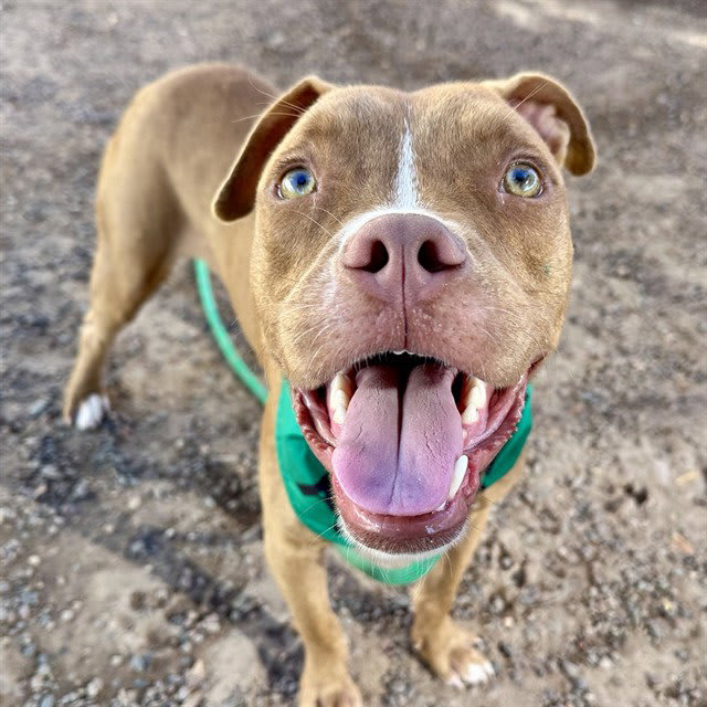 Photo of Rusty