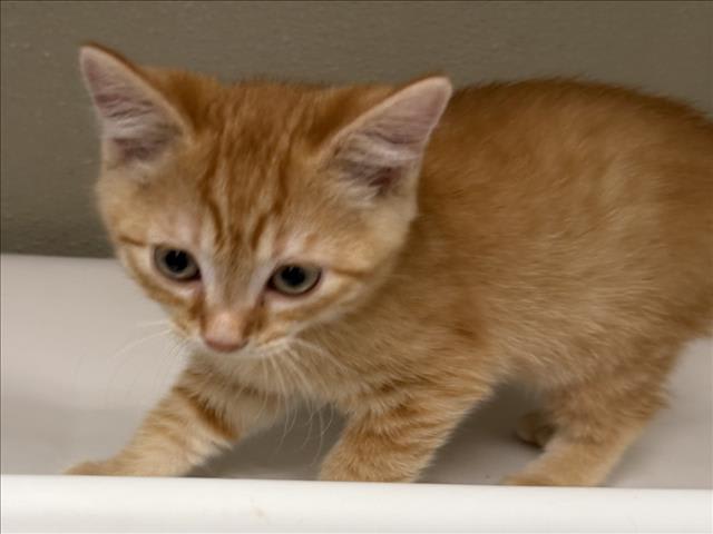 Photo of Cat