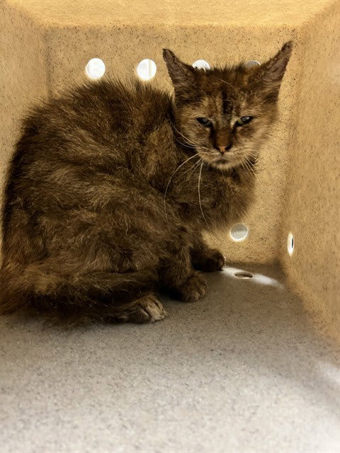 Photo of Cat