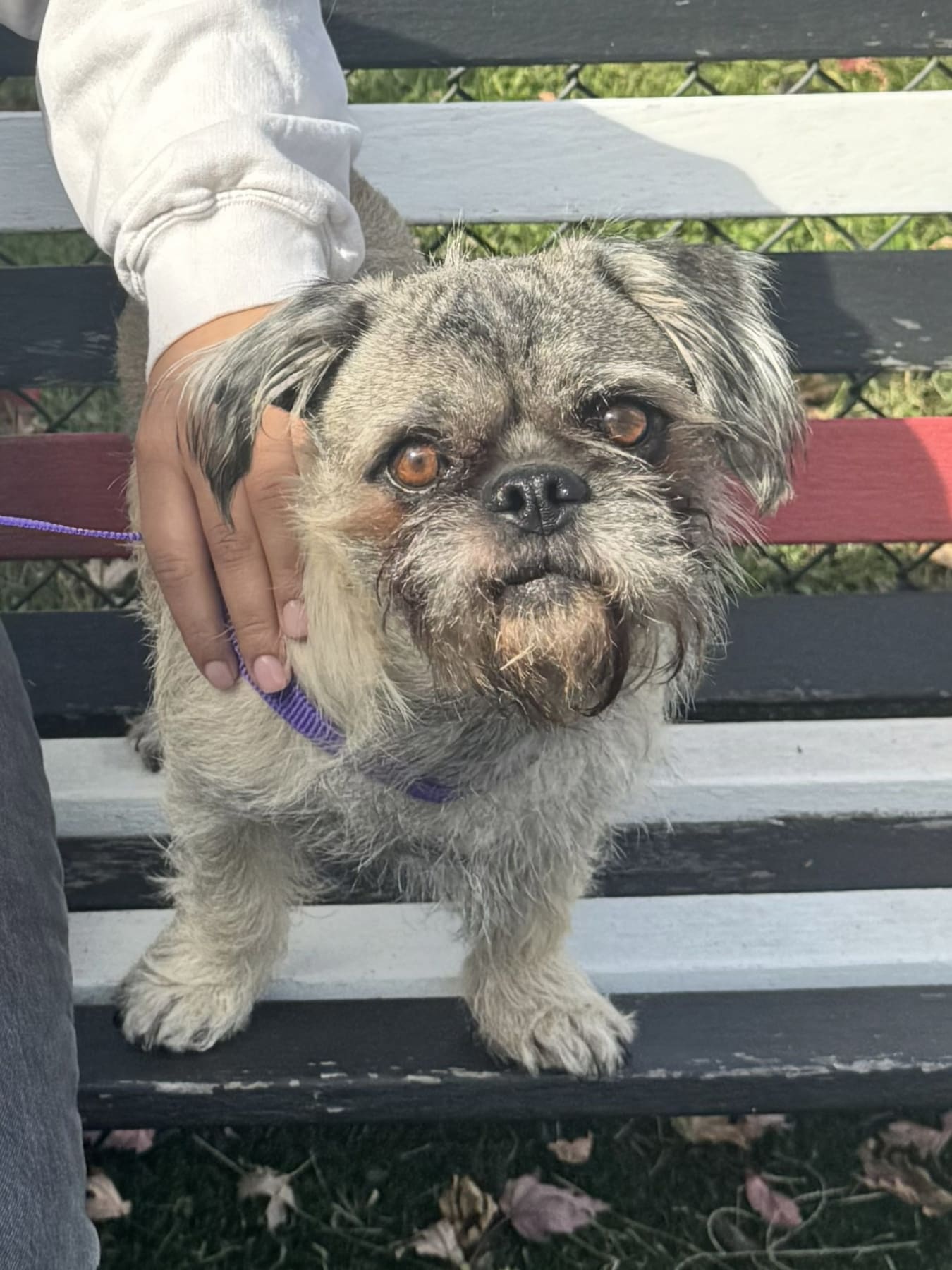 Photo of Archie