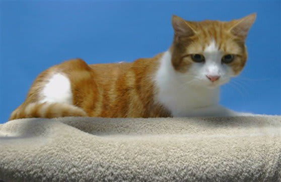 Photo of Oliver