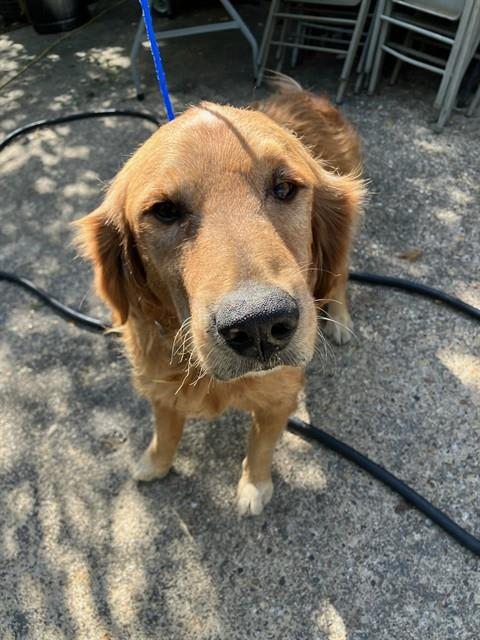 Photo of Boomer