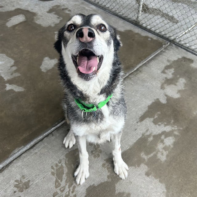 Photo of Jett