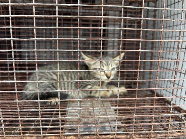 Photo of Cat