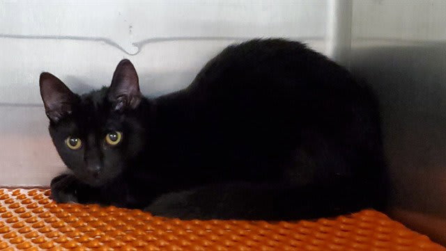 Photo of Oreo
