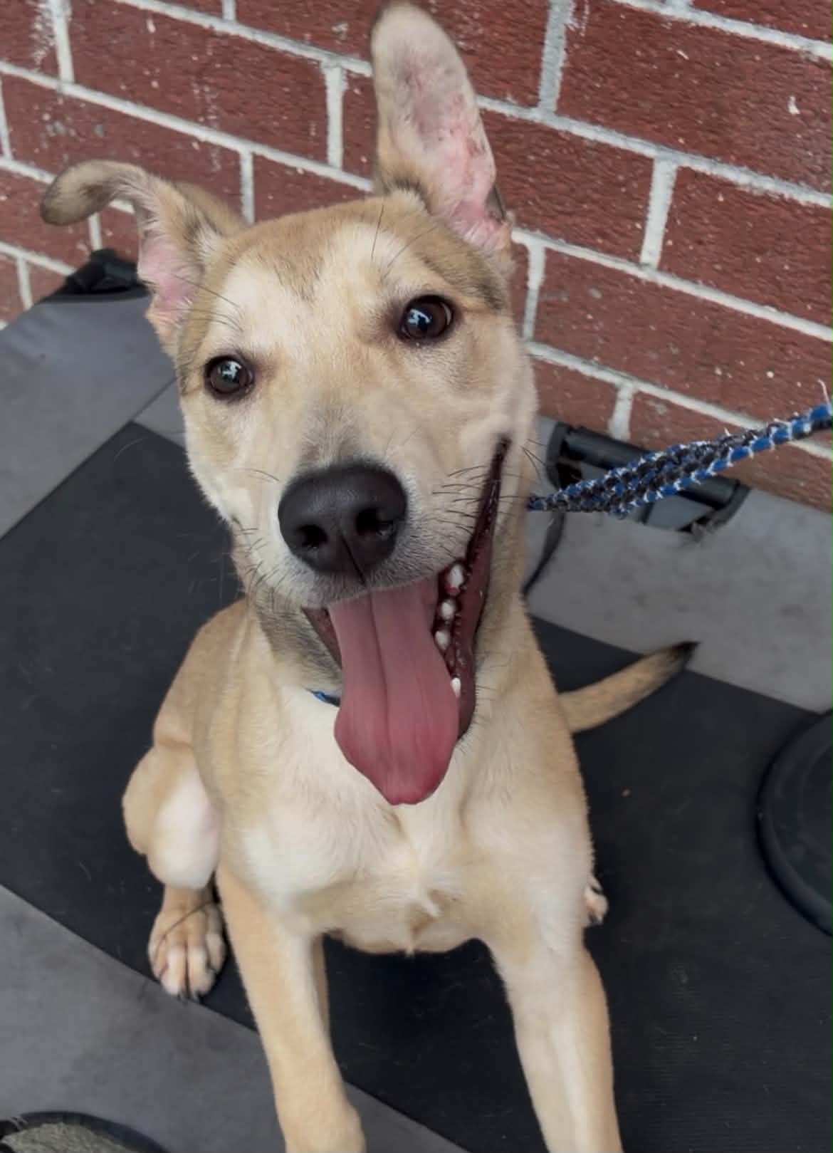 Photo of Dog