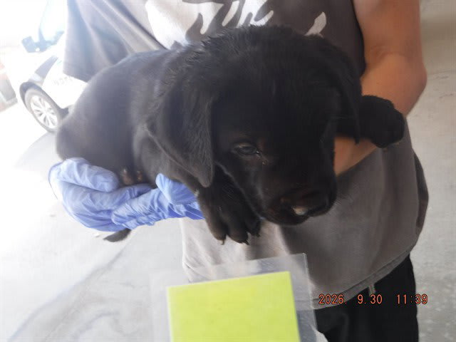 Photo of Dog