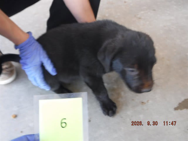 Photo of Dog