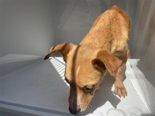 Photo of Dog