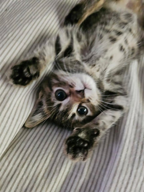 Photo of Bubbles