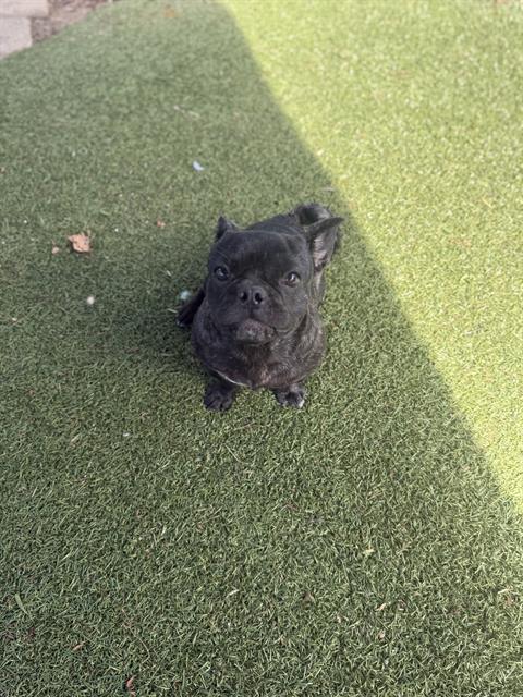 Photo of Dog