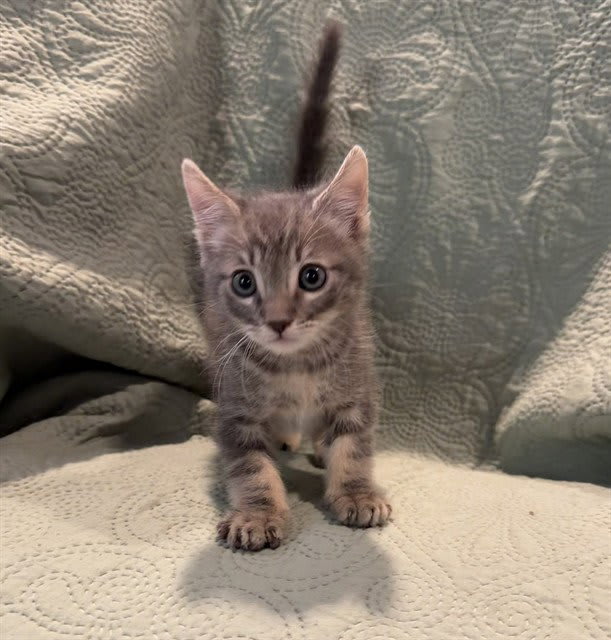Photo of Boogie