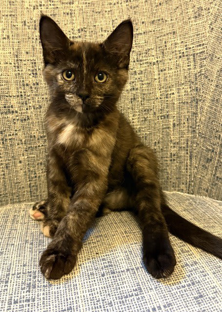 Photo of Lotus