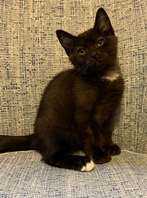 Photo of Onyx