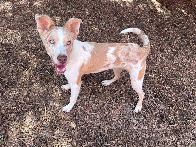 Photo of Rico