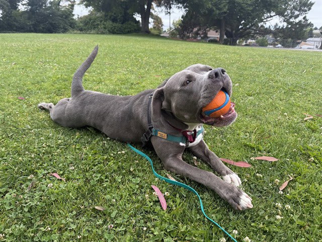 Photo of Rasta
