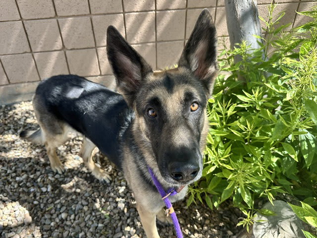 Photo of Fenrir