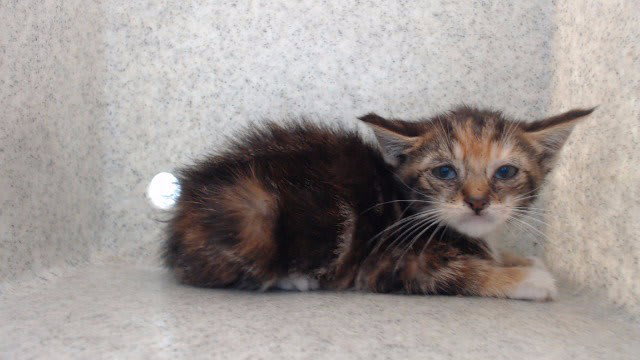 Photo of Ember