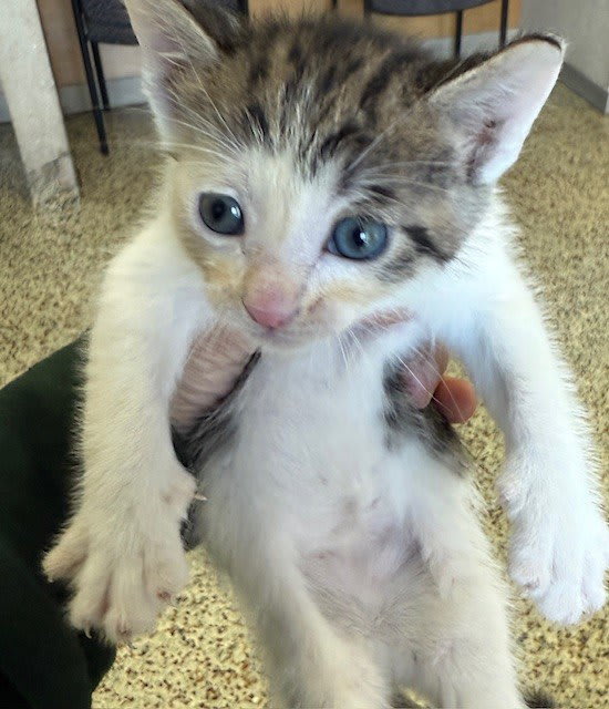 Photo of Cat