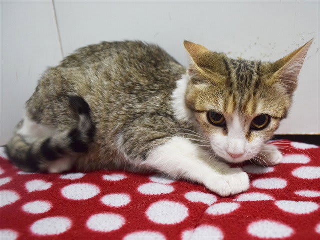 Photo of Laquinta